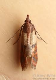 Attēlu rezultāti vaicājumam “Plodia interpunctella”