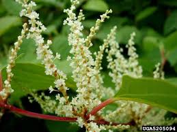 Attēlu rezultāti vaicājumam “Reynoutria japonica flower”