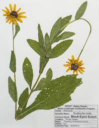 Attēlu rezultāti vaicājumam “Rudbeckia hirta var. hirta leaf”
