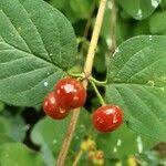 Attēlu rezultāti vaicājumam “Lonicera xylosteum fruit”