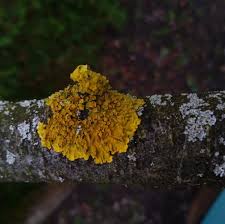 Attēlu rezultāti vaicājumam “Xanthoria fulva”