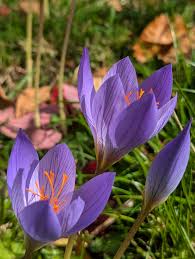 Attēlu rezultāti vaicājumam “Crocus speciosus”