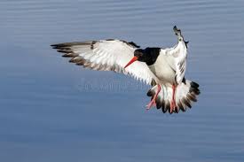 Attēlu rezultāti vaicājumam “Haematopus ostralegus adult”