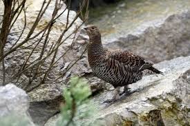 Image result for Tetrao tetrix