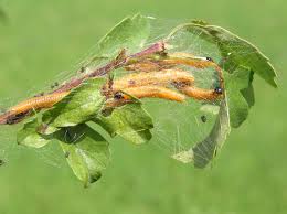 Attēlu rezultāti vaicājumam “Euura brevicornis larva”