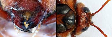 Attēlu rezultāti vaicājumam “Cimbex luteus”