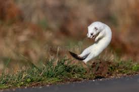 Attēlu rezultāti vaicājumam “Mustela erminea adult”