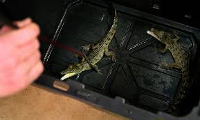 Attēlu rezultāti vaicājumam “Crocallis elinguaria imago”