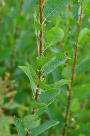 Attēlu rezultāti vaicājumam “Salix myrsinifolia”