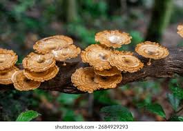 Attēlu rezultāti vaicājumam “Amaurochaete atra macro”