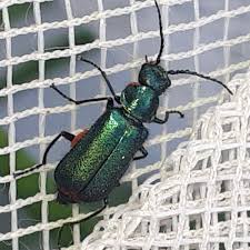 Attēlu rezultāti vaicājumam “Malachius bipustulatus”