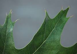 Attēlu rezultāti vaicājumam “Quercus rubra leaf”