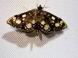 Attēlu rezultāti vaicājumam “Anania coronata”