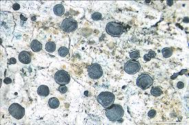 Attēlu rezultāti vaicājumam “Megalaria grossa”