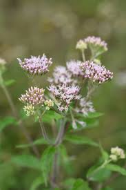 Attēlu rezultāti vaicājumam “Eupatorium cannabinum flower”