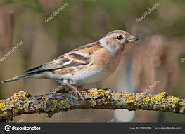 Attēlu rezultāti vaicājumam “Fringilla montifringilla female”