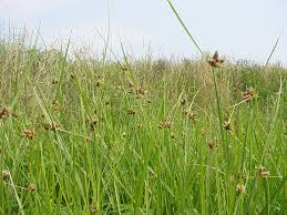 Attēlu rezultāti vaicājumam “Bolboschoenus maritimus flower”