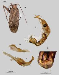Attēlu rezultāti vaicājumam “Phytocoris sp.”