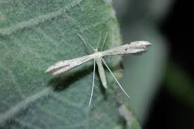 Attēlu rezultāti vaicājumam “Adaina microdactyla”