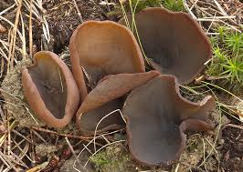 Attēlu rezultāti vaicājumam “Peziza badia”