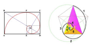 Image result for numero aureo