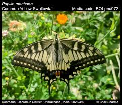 Attēlu rezultāti vaicājumam “Papilio machaon”