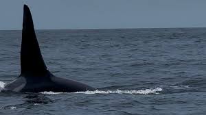 Image result for Orcinus orca