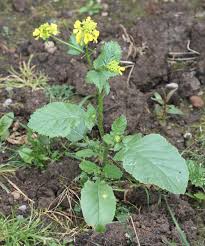 Attēlu rezultāti vaicājumam “Sinapis arvensis leaf”