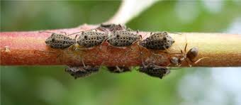 Attēlu rezultāti vaicājumam “Sternorrhyncha”