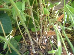 Attēlu rezultāti vaicājumam “Stemonitopsis amoena stalked”