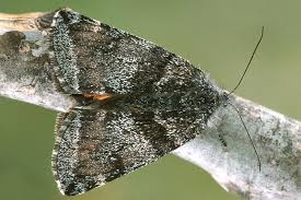 Attēlu rezultāti vaicājumam “Boudinotiana notha”