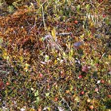 Attēlu rezultāti vaicājumam “Oxycoccus microcarpus”