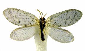 Attēlu rezultāti vaicājumam “Hemerobius perelegans”