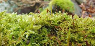 Attēlu rezultāti vaicājumam “Acaulon muticum”