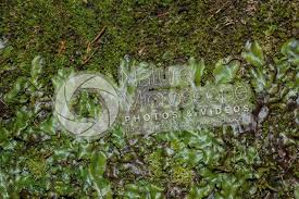 Attēlu rezultāti vaicājumam “Conocephalum conicum”