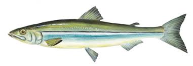 Image result for Osmerus mordax
