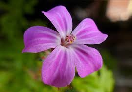Attēlu rezultāti vaicājumam “Geranium robertianum flower”