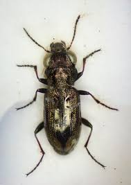 Attēlu rezultāti vaicājumam “Notiophilus germinyi”