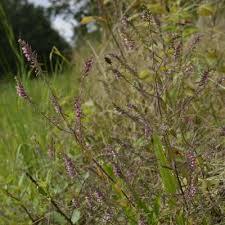 Attēlu rezultāti vaicājumam “Odontites vulgaris”