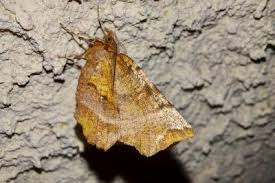 Attēlu rezultāti vaicājumam “Selenia dentaria imago”