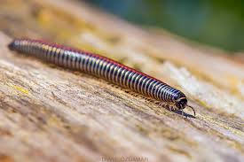 Attēlu rezultāti vaicājumam “Ommatoiulus sabulosus aimatopodus”