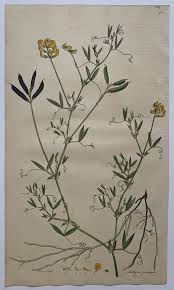 Attēlu rezultāti vaicājumam “Lathyrus pratensis fruit”