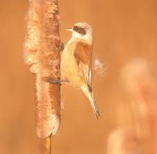 Attēlu rezultāti vaicājumam “Remiz pendulinus”