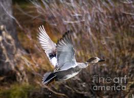 Attēlu rezultāti vaicājumam “Anas strepera”