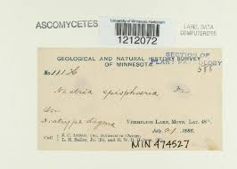 Attēlu rezultāti vaicājumam “Nectria episphaeria”