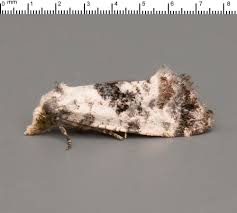 Attēlu rezultāti vaicājumam “Cochylis dubitana”