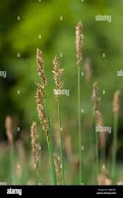 Attēlu rezultāti vaicājumam “Carex appropinquata leaf”