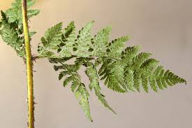 Attēlu rezultāti vaicājumam “Dryopteris expansa”