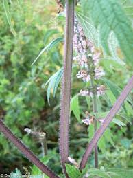 Attēlu rezultāti vaicājumam “Leonurus quinquelobatus”
