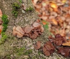 Attēlu rezultāti vaicājumam “Neobulgaria pura”